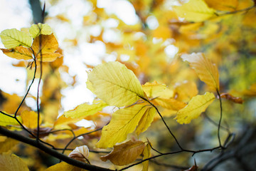 Golden leaves on branches in autumn, shallow depth of field