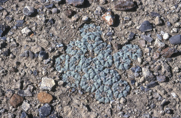 Lophophora Gruppe in Mexico
