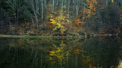 Tree reflection in lake, autumn landscape