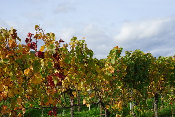 Herbstlich bunte Weinblätter