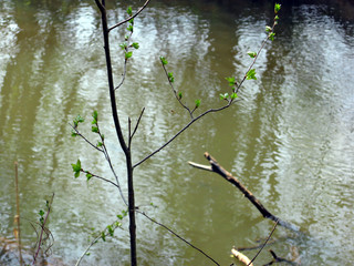 River in spring