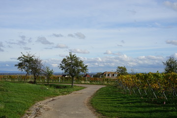 Weinbergweg bei Edenkoben