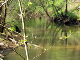 River in spring
