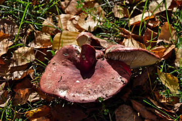 Purple brittlegill (russula) - in the fall