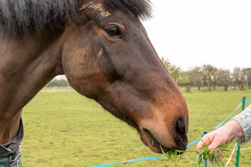 Owner of a horse seen offering the animal a  handful of dress grass which was picked from the adjacent meadow. The horse is located in an apple orchard.