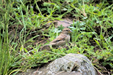 A robin on a stone in a meadow of Cantabria, Spain