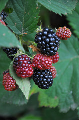 On the branch ripen the berries bramble (Rubus fruticosus)