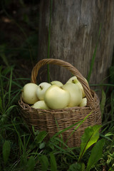 Closeup of the wicker basket full of ripe white apples on the green grass of the summer orchard, wooden background, Malus domestica, papirovka, selective focus, vertical image
