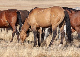 Naklejka na ściany i meble Wild Horses in Autumn in the Utah Desert