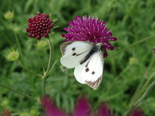 Cabbage White butterfly (Pieris brassicae) on purple scabious