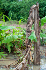 Dead banana tree in flooding.