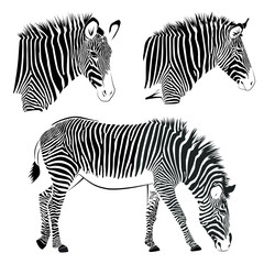 Fototapeta na wymiar Zebras isolated on white background