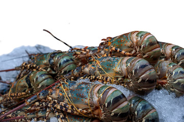Lobster on ice, white background.