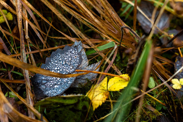 Obraz premium Autumn leaves with dew drops between grasses on the forest floor in autumn