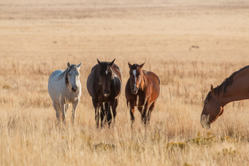 Wild Horses in Autumn in the Utah Desert