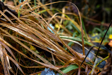 withered tussock blurred background in a autumn forest