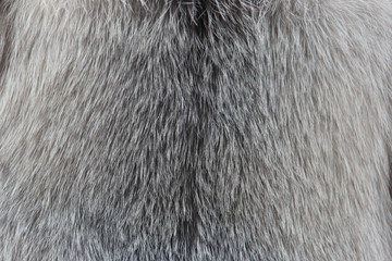 Texture of an animal fur as a background