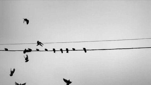 A flock of pigeons sits on electric wires on a foggy day. Slow mo concept on the topic of freedom, tenderness, love, flight, grace, dance. A lot of birds take off and spin near the wires.