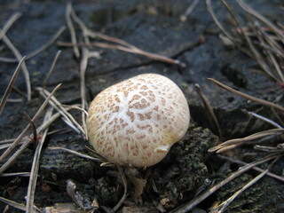 Mushroom