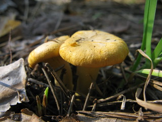 Mushroom