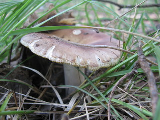 Mushroom