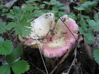 Mushroom