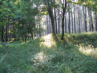 Forest in summer