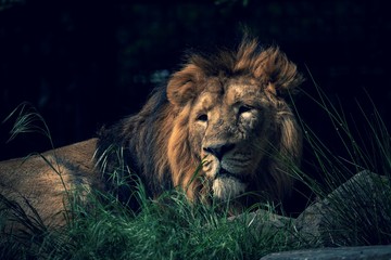 A scenic portrait of an epic lion lying lazy on a rock in the grass with a ray of sunlight on its face looking or scouting around.