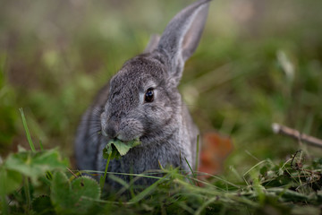 Fototapeta premium rabbit in the grass
