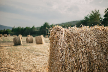 several bales of straw in a summer field