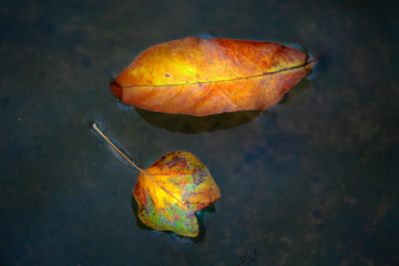 autumn leaf fresh water background