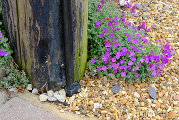 Close-up of mauve flowers seen ground next to a wooden telegraph post in a cottage setting.