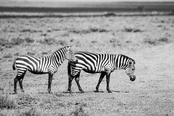 Fototapeta na wymiar Black and white photo of two zebras in African plains