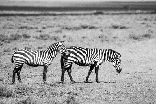 Black and white photo of two zebras in African plains