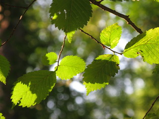Leaves in beams of light