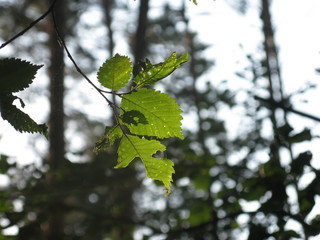 Leaves in beams of light