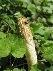 Mushroom