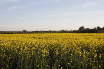 Obraz premium Rapsfeld unter blauem Himmel im Frühling
