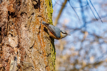 Colored bird sits on the trunk of old tree in sunny winter day