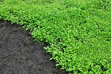 green leaves background-agricultural field of mustard, black earth