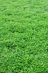green leaves background-agricultural field of mustard, vertical composition