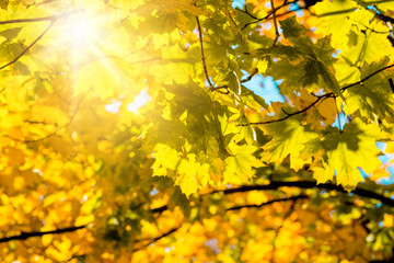 Naklejka na ściany i meble yellow maple leaves on a tree in autumn