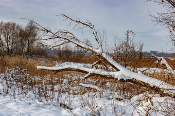 Snow covered trunk of a fallen tree along the village road in sunny winter day. Rural winter landscape