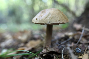 Brown leccinum pseudoscabrum mushroom