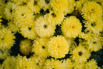 Blume gelb #1