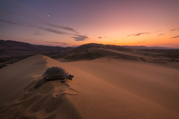 The Turtle and Sunset - 298333257