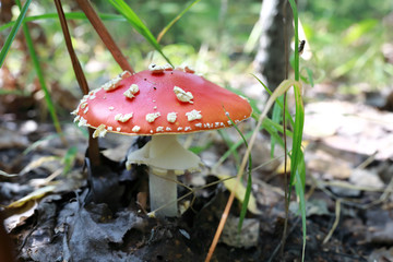 Fly agaric mushroom