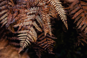 Moody brown autumn colored fern with black background in a moody forest. National Park Harz, Germany