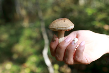 Person holding Leccinum pseudoscabrum mushroom