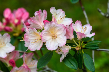 Close up of white pink azalea or Rhododendron flowers in a sunny spring garden
